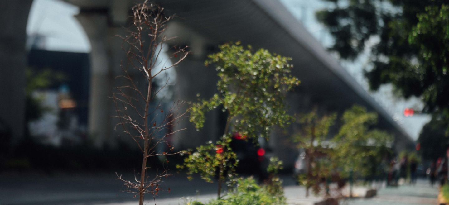 arboles_x31198866x_crop1564741527843.jpg_1589087806